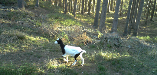 Po Č. Švýcarsku se volně pohybuje koza domácí, ve vlčím teritoriu