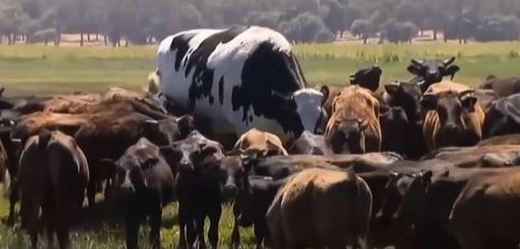 Obrovská kráva z Austrálie.