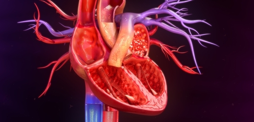 Anatomie lidského srdce (ilustrační foto).