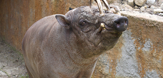 Jihlavská zoo vyměnila kvůli chovu samce vzácných prasat.