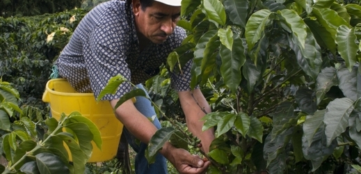 Sběr kávy na kolumbijské plantáži.