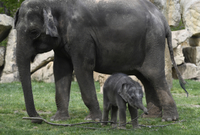 Samička slona indického s matkou.