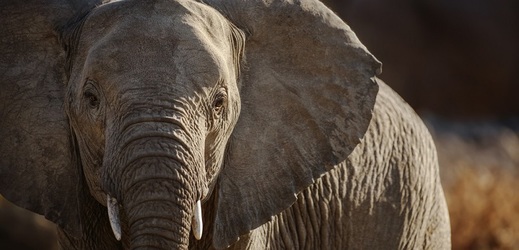 Smrt stovek slonů v Botswaně mohly způsobit přírodní toxiny.